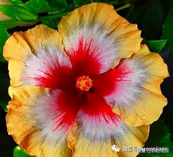 扶桑花和木槿花的区别图片,扶桑木槿花图片