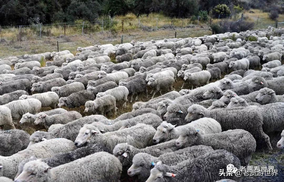 新西兰的五个漂亮的地方,新西兰最好的五大城市