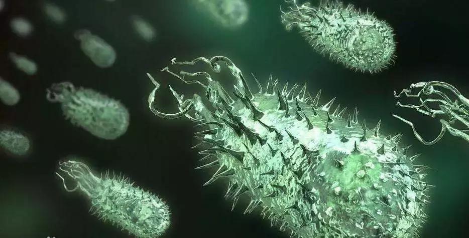 婴幼儿13种菌群,母婴肠道菌群