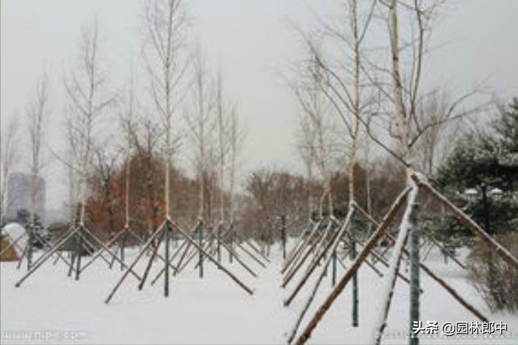 移植树身没长芽的原因,树木未死但迟迟不发芽怎么办