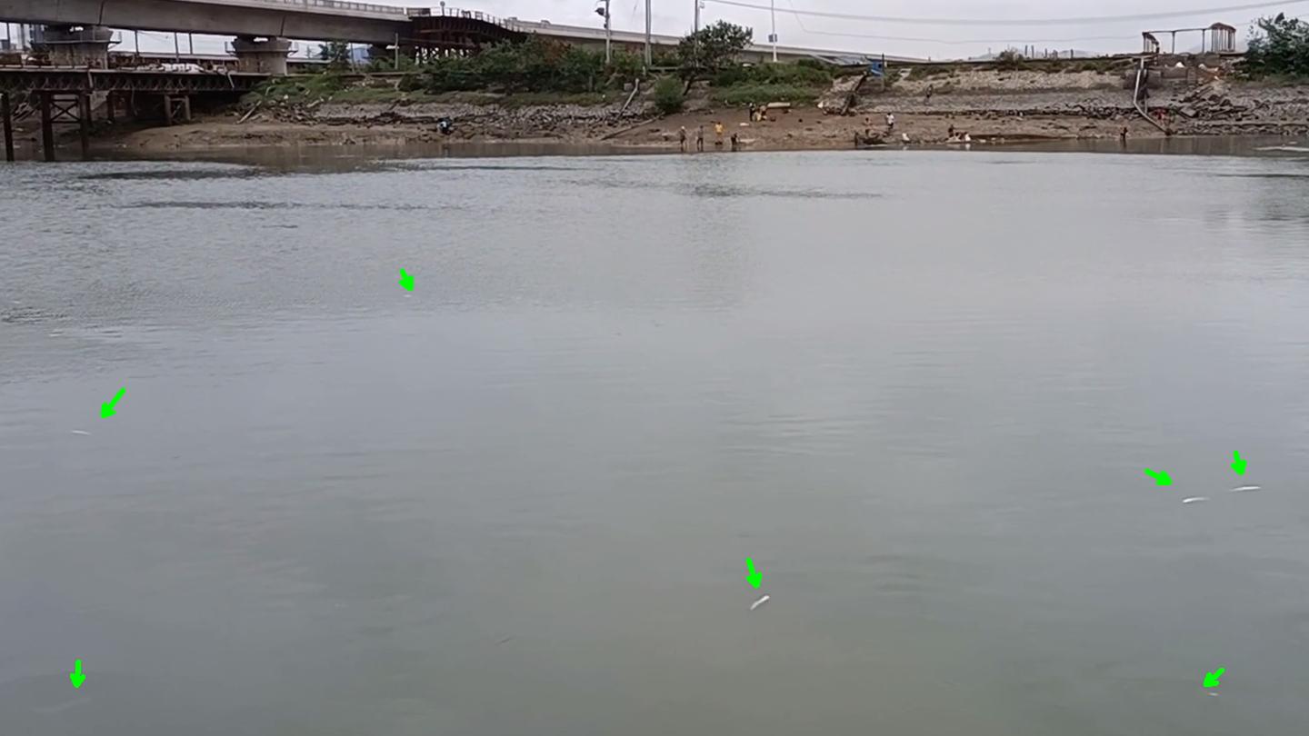 厦门海域出现大量鱼,厦门水库泄洪捡鱼