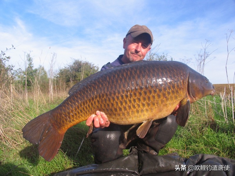 欧鲤钓钓组篇,欧鲤钓组和飞德钓组