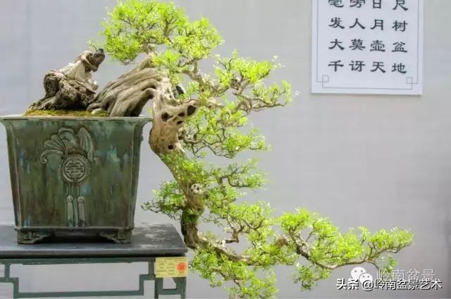 骞哥涔呬箙鐢滅敎铚滆湝,骞哥涔呬箙