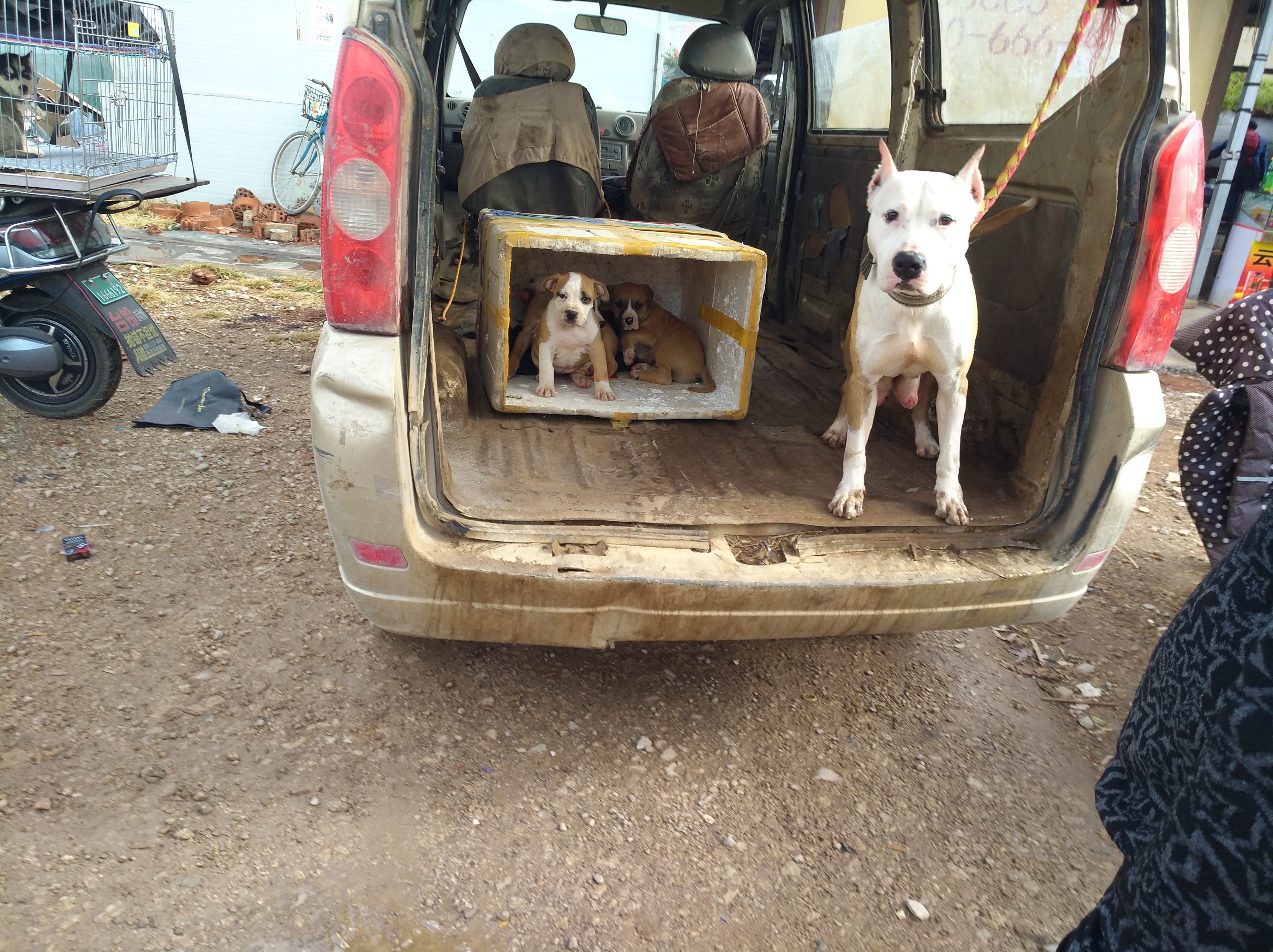 狗市卖杜高幼犬,狗市卖杜高犬的视频