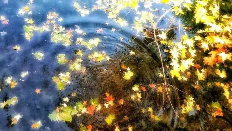 秋韵温柔岁月，冬情惊艳时光