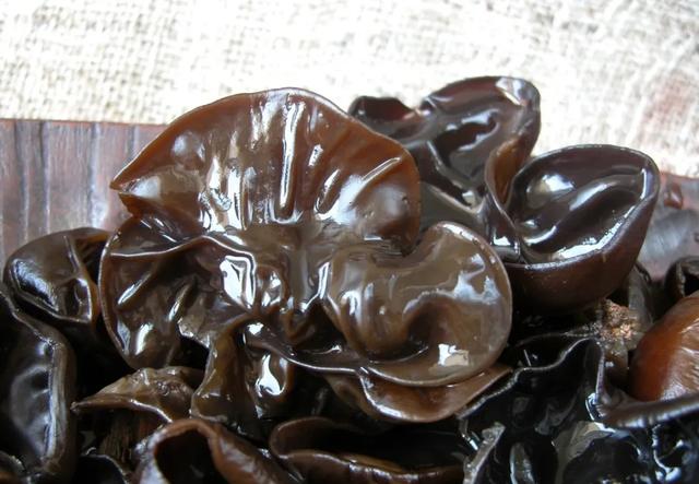 “菌”临天下之丽水市云和黑木耳