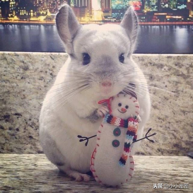 注意了，龙猫的这些部位可是不能随随便便摸的哦！