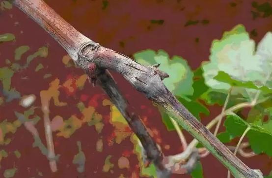 阳光玫瑰葡萄溃疡病怎么治,葡萄溃疡病白腐病的区别和治疗