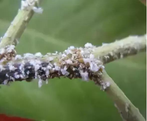 植物医生上海吴江路店,植物医生十里河