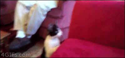 盘点二次元猫咪 (可爱二次元猫咪大全)