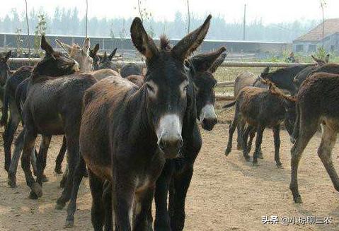 小琼聊三农：与您分享关于肉驴健康成长的相关技术，快来看看吧