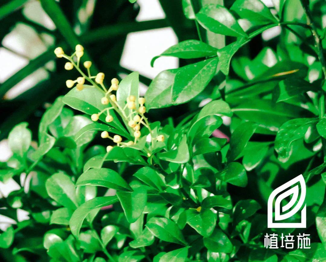 米兰繁殖栽培技术,米兰种植技术图解