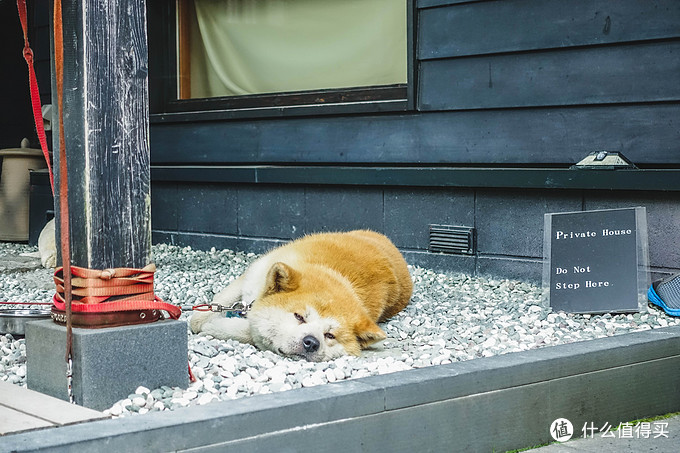 超级震撼的夏日风景,夏季日本旅游15天攻略
