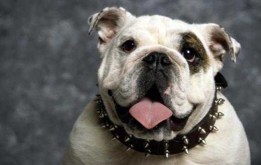 养狗喂狗粮喂多少合适,新手养狗应该怎么给狗狗喂餐