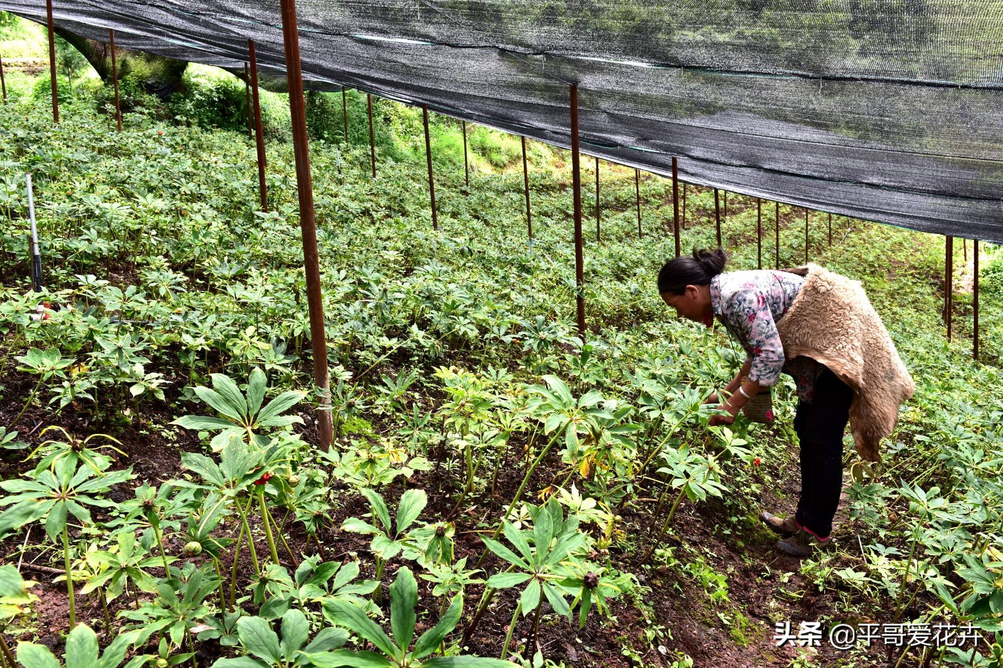 植物降温用什么药,植物降温
