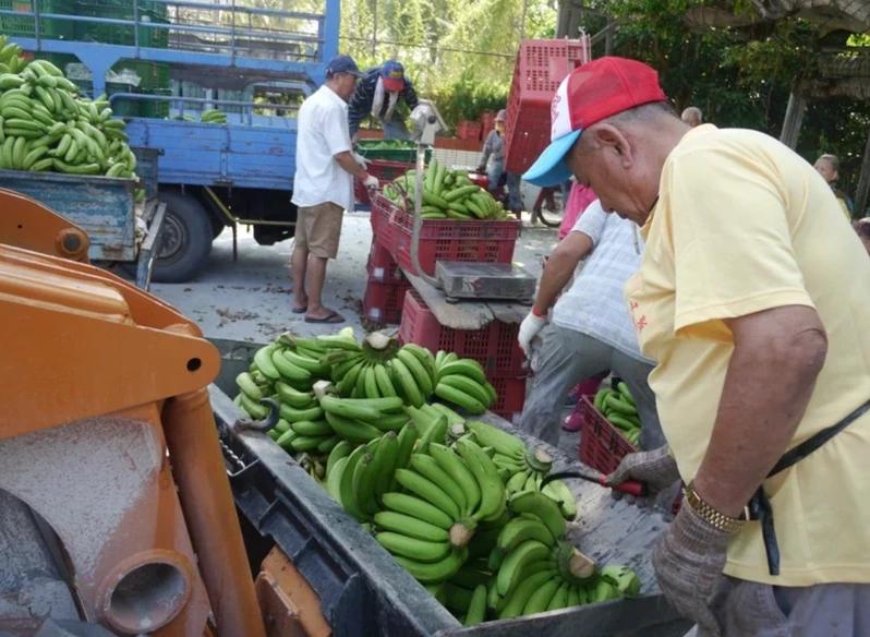 没“卖菜郎”，高雄水果就崩盘？南台湾“蕉急”，民代盼大陆来解