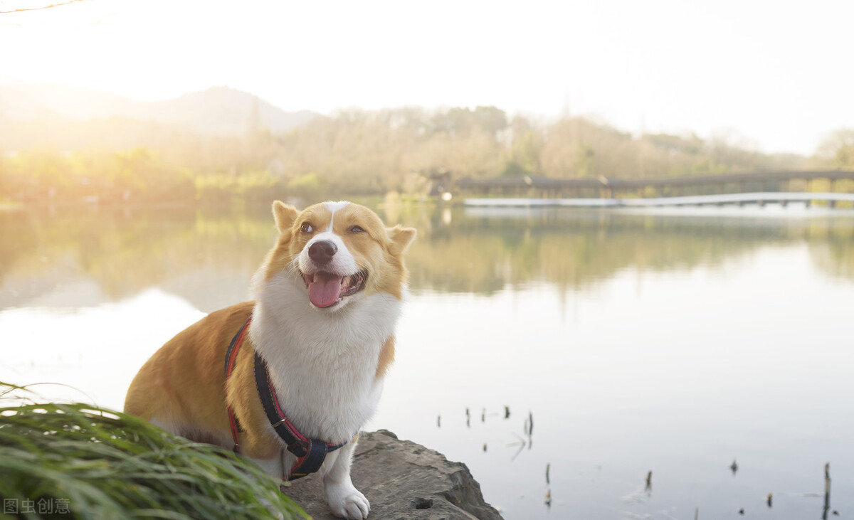 如何挑选颜值高的三色柯基,怎样挑选一个健康的柯基幼犬