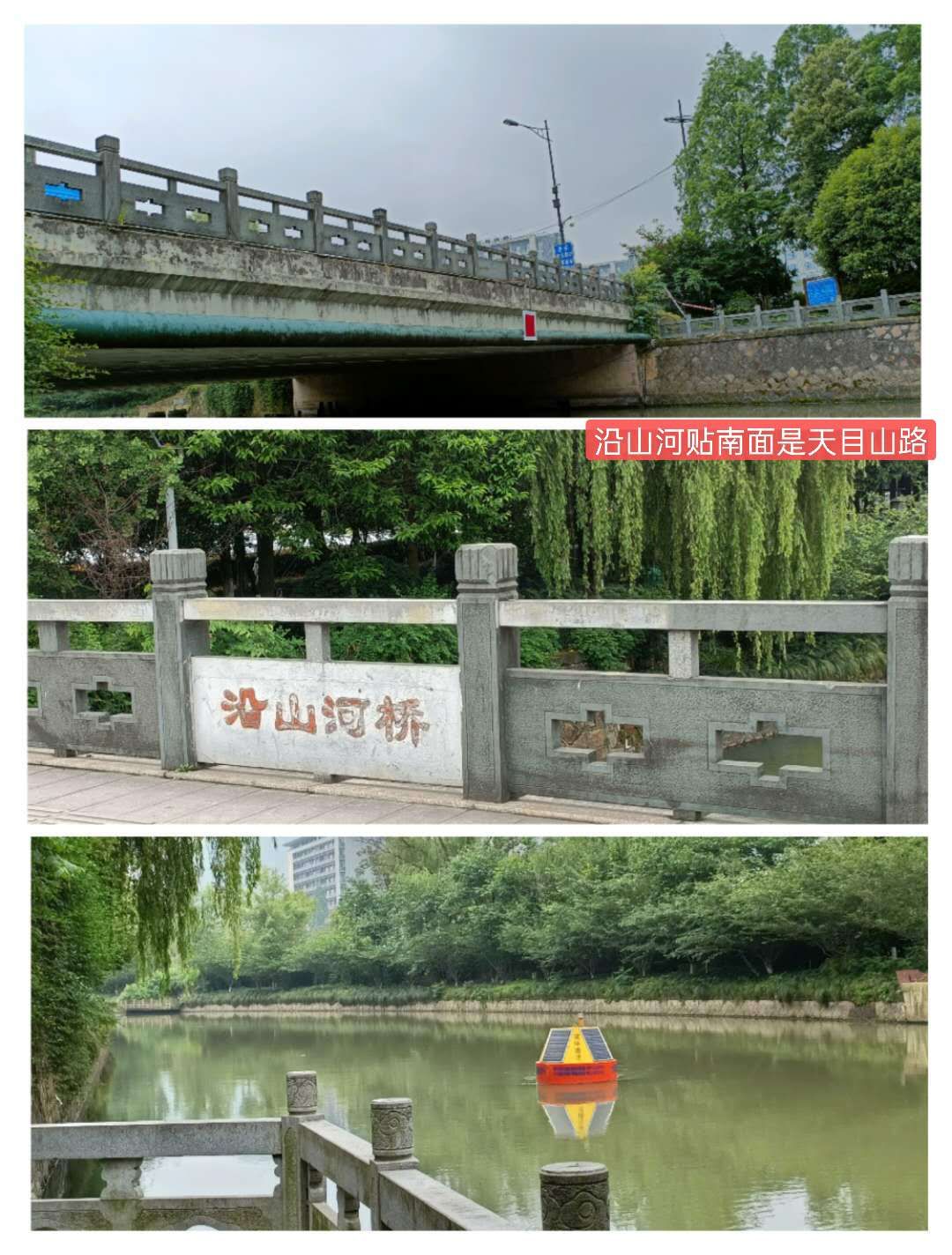 紫荊港源紫荊花紫荆港河穿八桥绿道两岸垂钓人双手活柯野生甲鱼