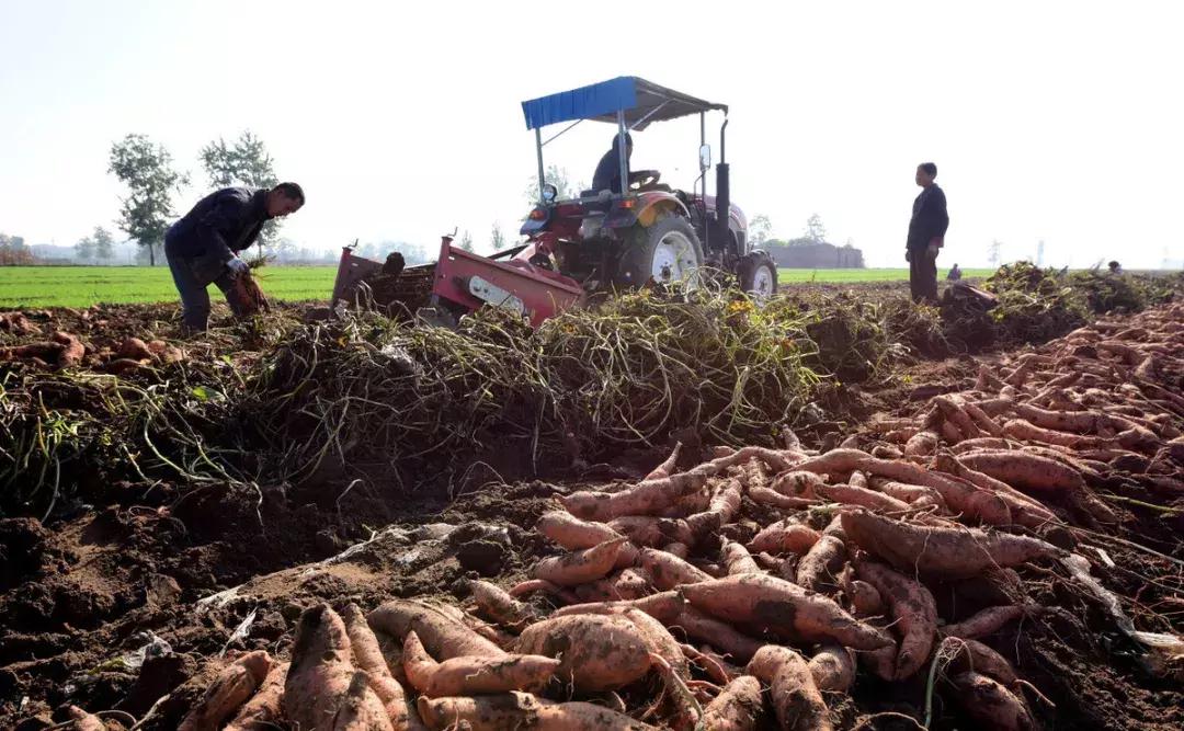 用红薯秧种植红薯,红薯种植产量高的有哪些