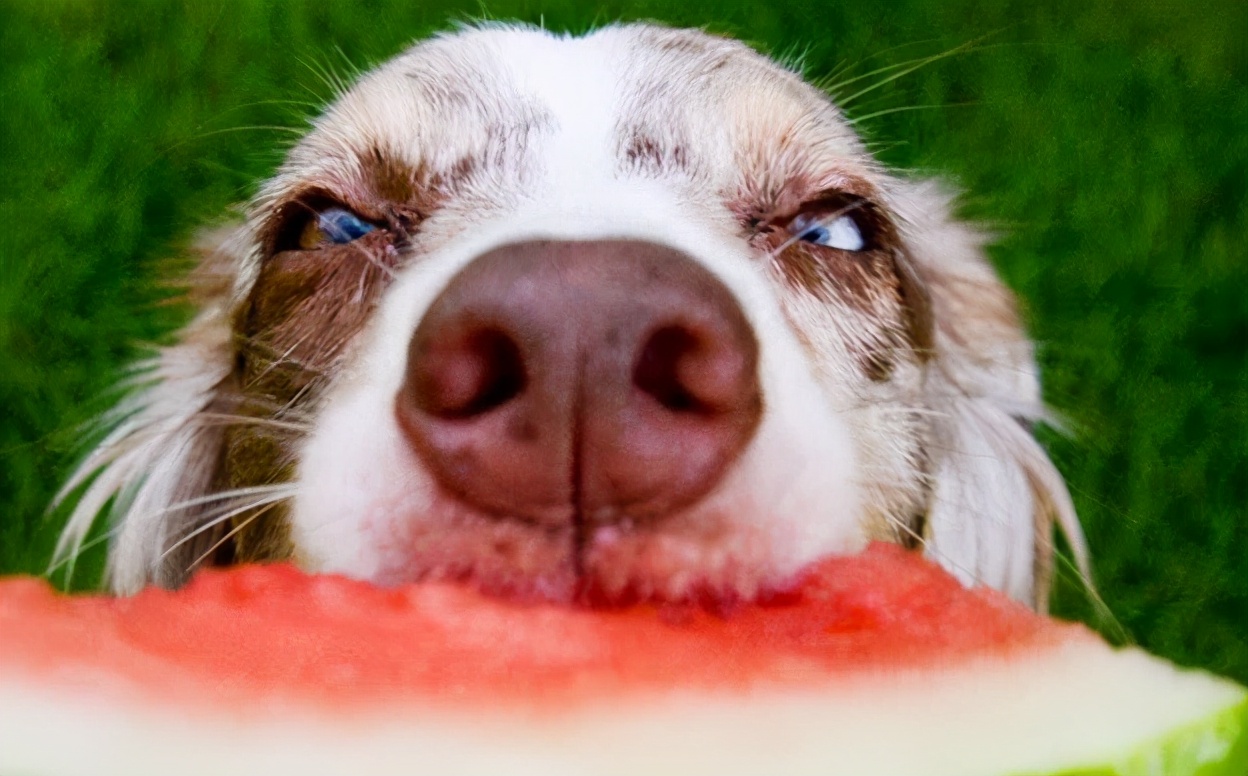 再穷也要养这三种宠物狗,最不挑食的是哪几种狗