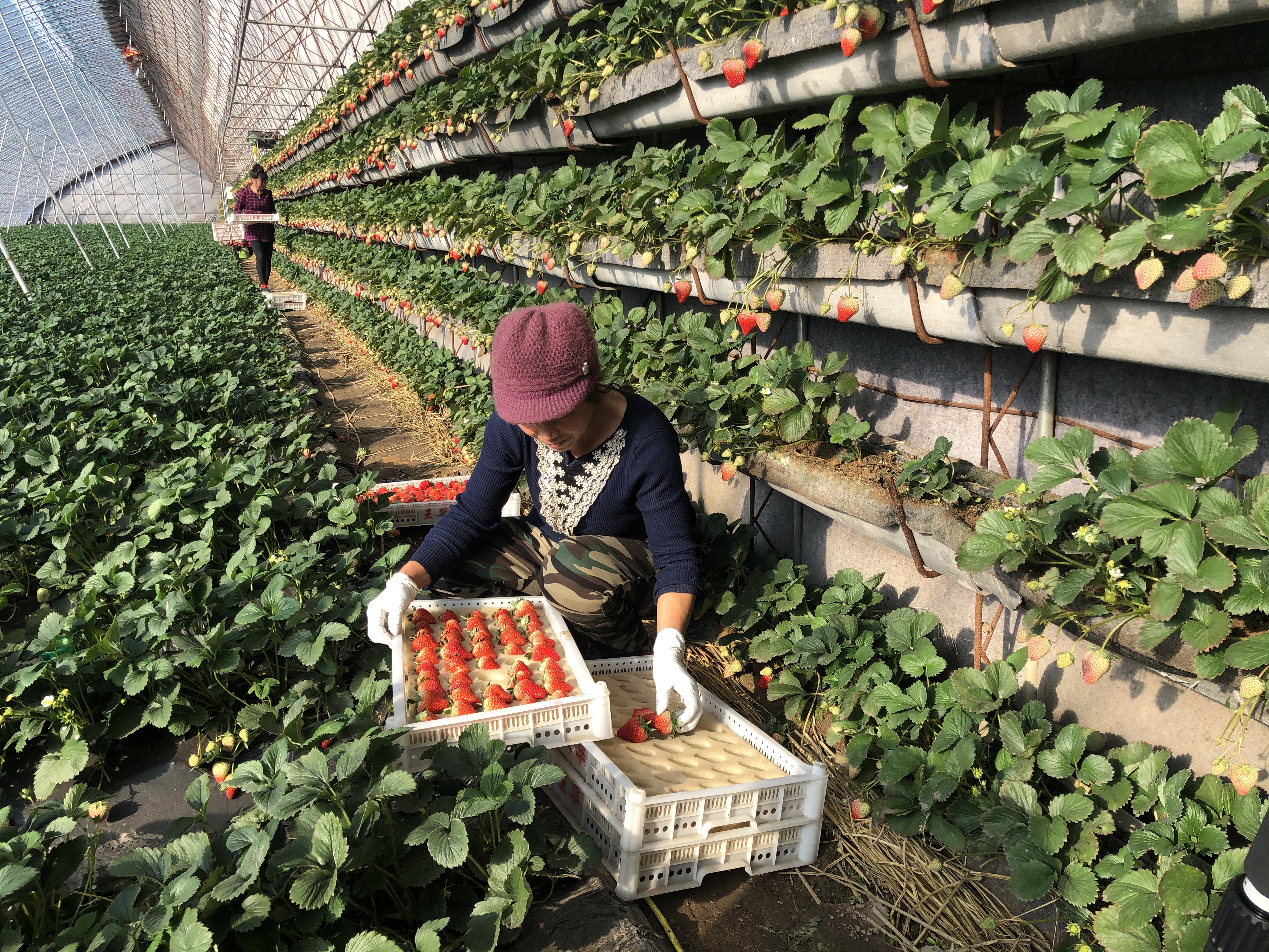 大连草莓什么时候上市,大连草莓几月份成熟