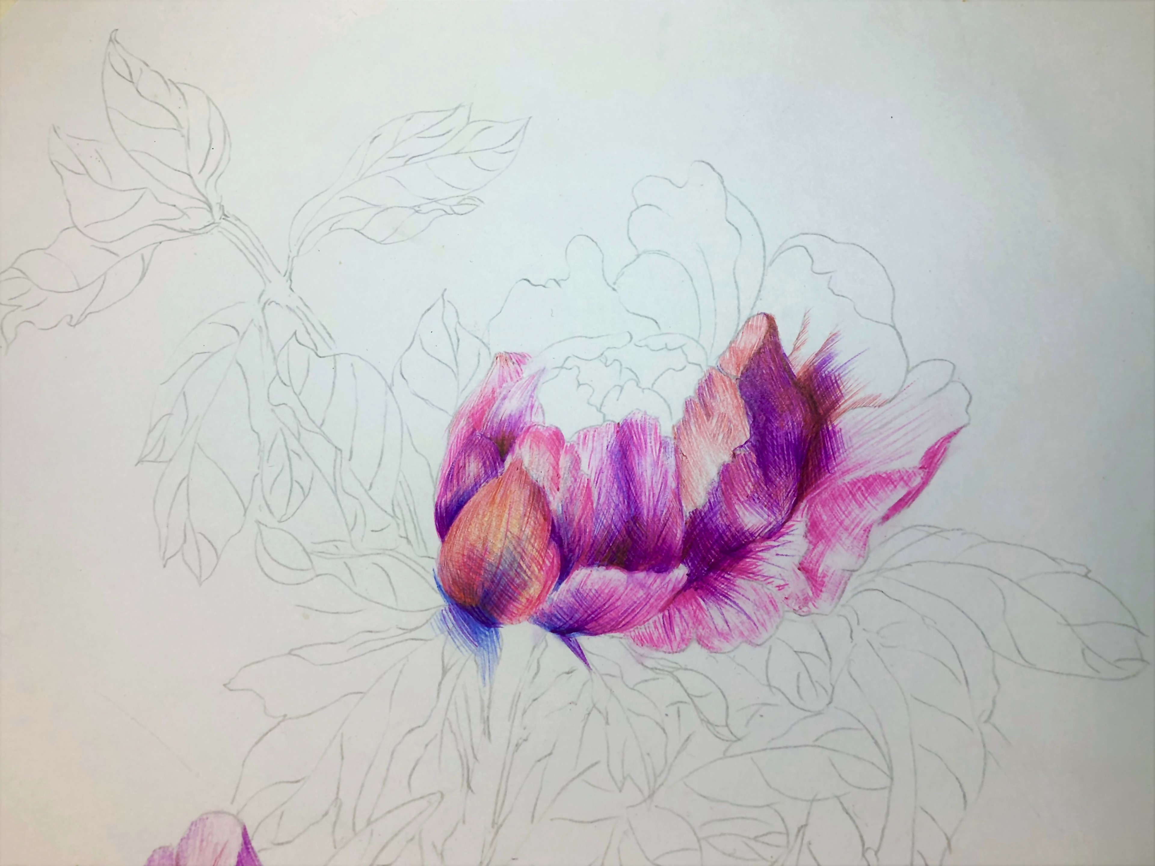 圆珠笔画牡丹教学,圆珠笔画牡丹的画法