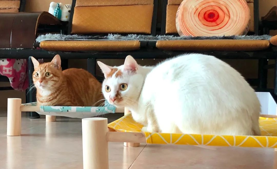 猫狗怎么养会胖,猫狗体型差