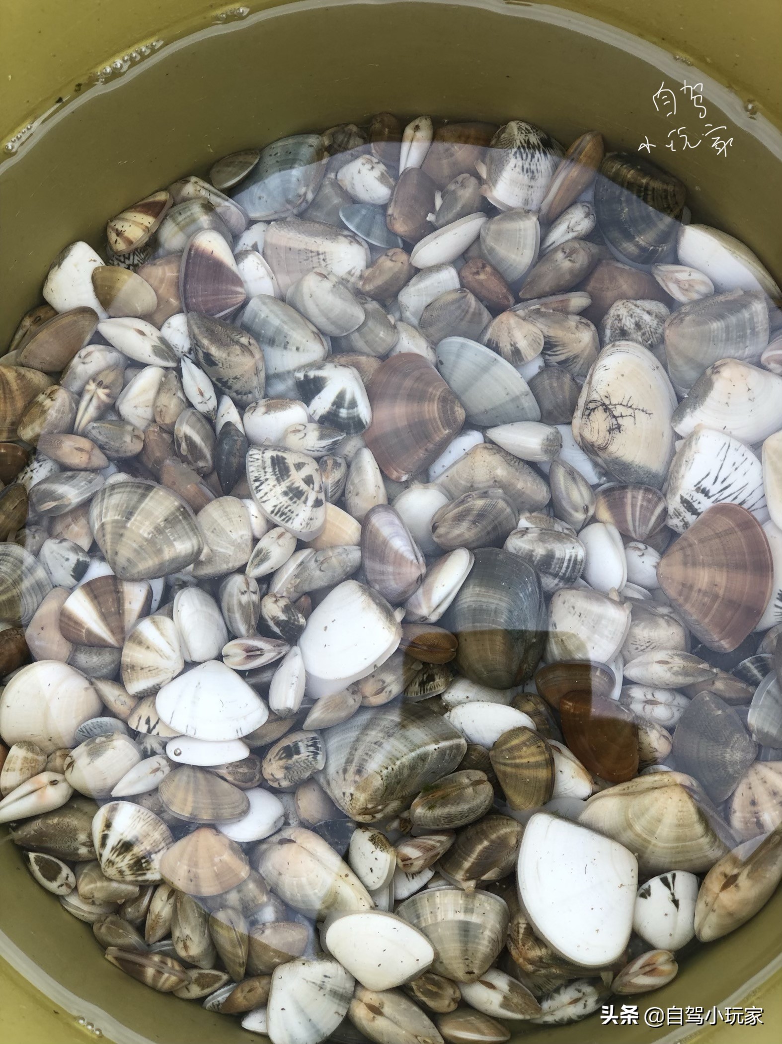 惠州最美礁石海滩,惠州最干净的沙滩推荐