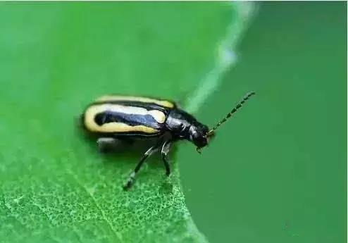蔬菜各种害虫图片,蔬菜害虫100种图及害虫名称