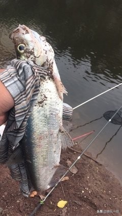 钓鱼一哥全部作品,河道钓翘嘴的正确方法与技巧
