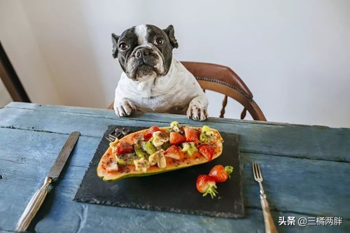 「养宠经验分享」斗牛吃了感冒灵有事吗，斗牛吃感冒灵能好吗