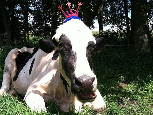 怪不得这么牛因为奶牛—牛