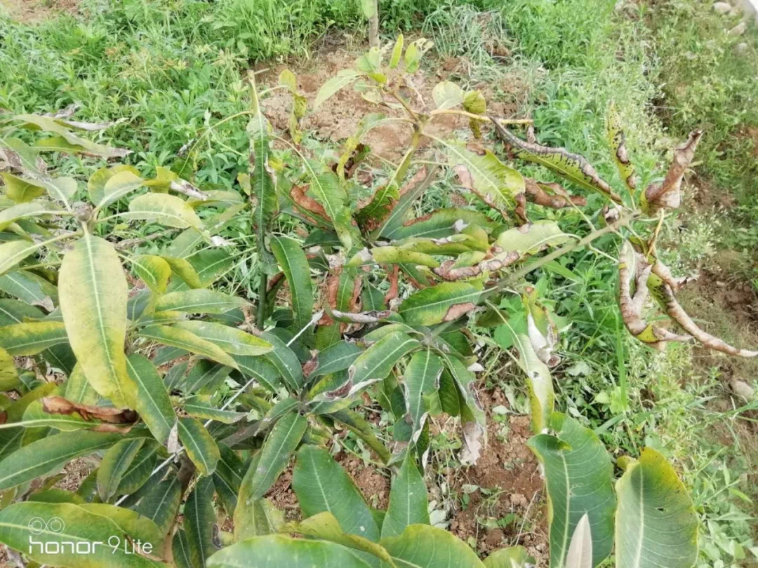 芒果叶子枯了怎么回事,芒果新叶病变怎么治疗