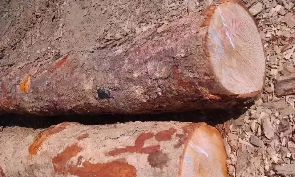 世界上最硬的树木铁桦树,世界上最坚硬的木是什么木头