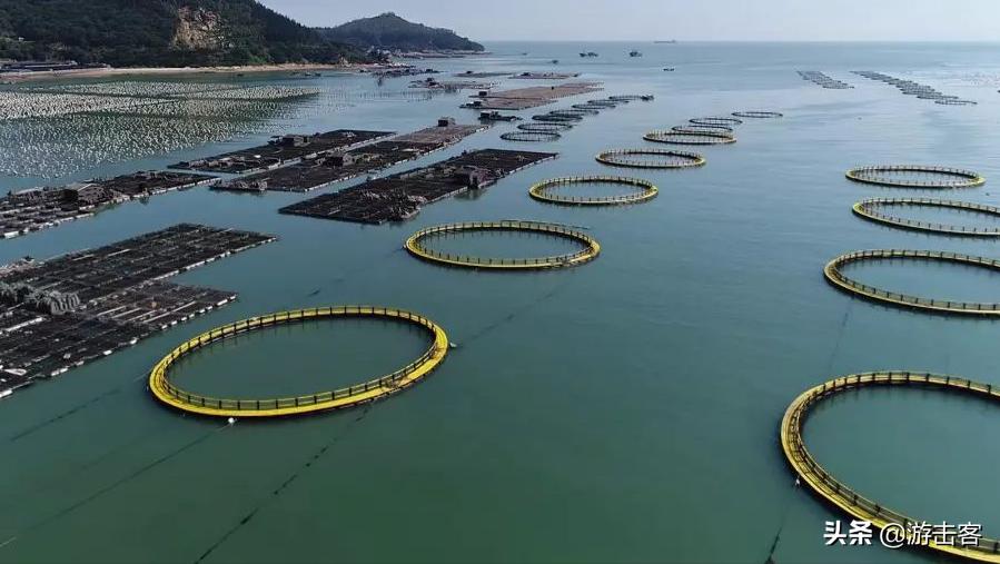 养殖的鱼胶有营养吗,野生鱼胶与养殖鱼胶的区别