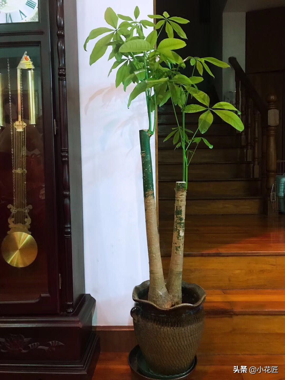 发财树花盆里放泡沫好吗,发财树花盆下部放泡沫吗