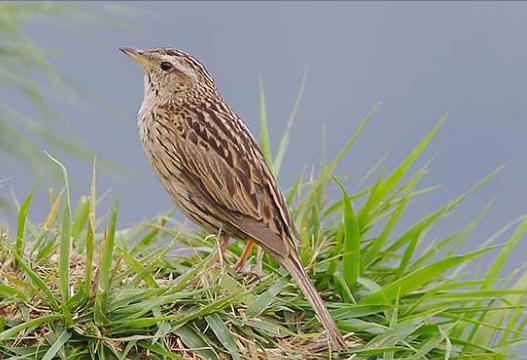 东江揽胜,惠州淡水常见鸟类图谱