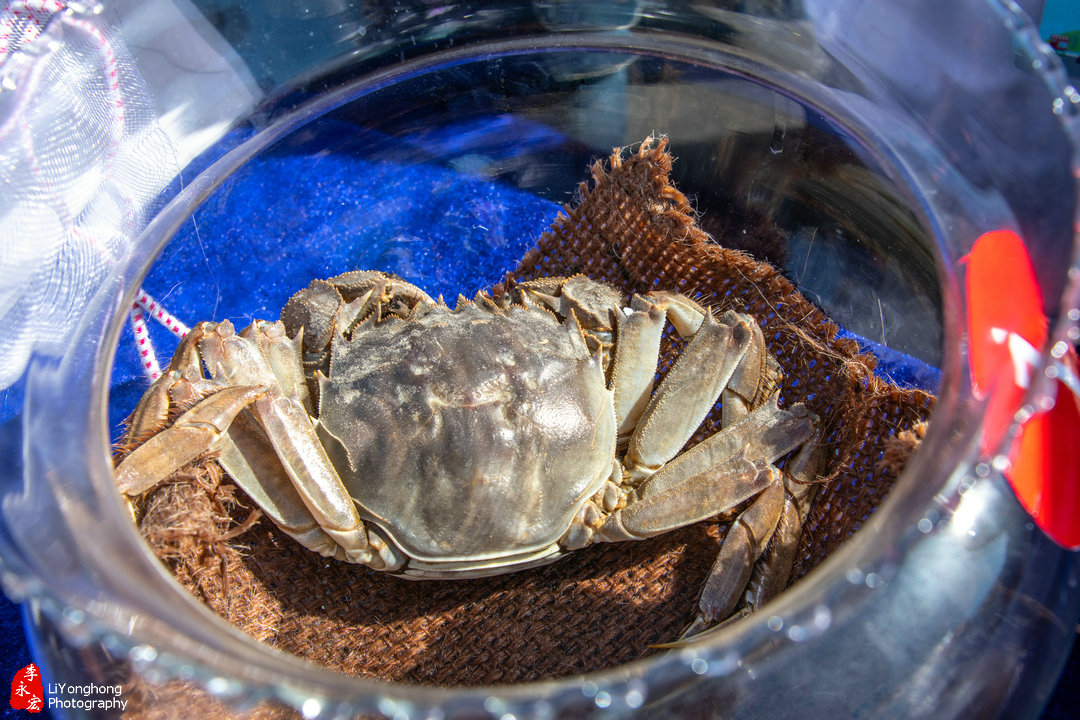 盘锦赵圈河镇河蟹,蟹园盘锦河蟹