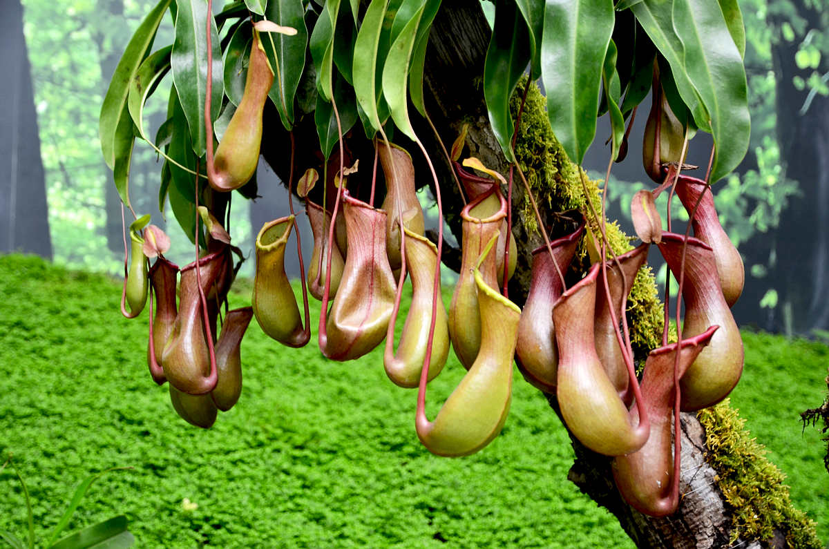 各种食虫植物的特点,不一样的食虫植物