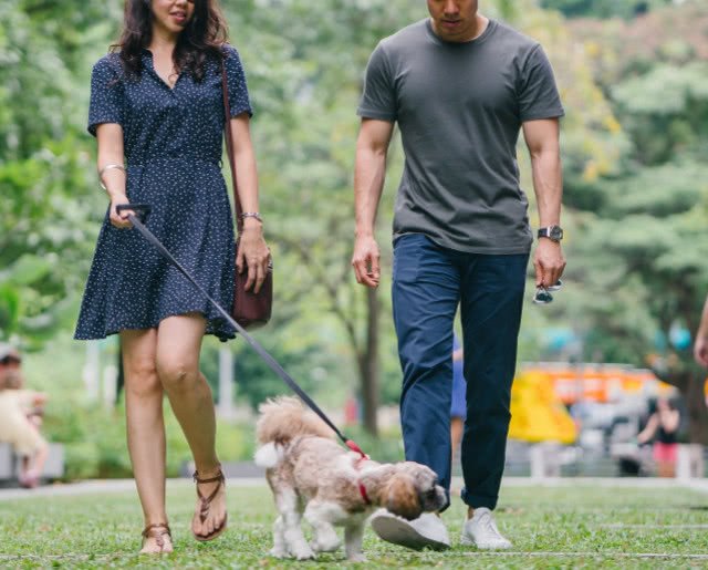 如何教导狗狗在室内排便,如何引导狗狗不在家里尿尿