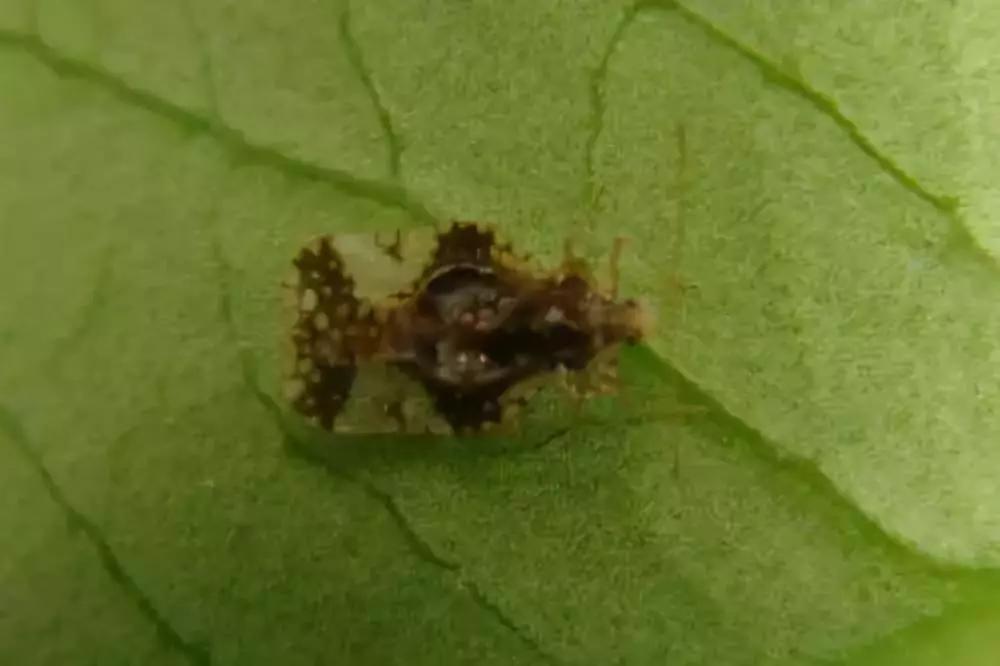 柑橘12月有什么病害虫害,柑橘全年病害虫害最新防治方法