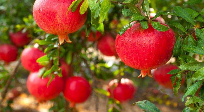 如何防治石榴裂果,石榴裂果防治视频