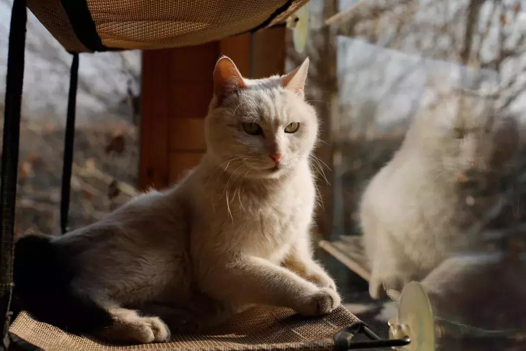 杨家枪原创视频,杨家枪抗日