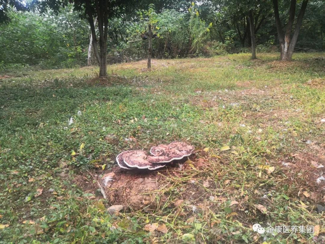 鍗椾含閲戝悍鍖诲吇闆嗗洟,閲戝悍鍖诲吇闆嗗洟