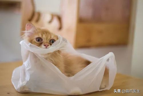 猫咪喜欢在塑料袋尿尿,猫咪吃塑料袋什么原因