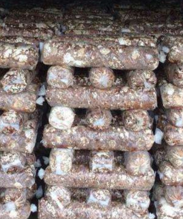 关于香菇出菇技术的视频,香菇不出菇如何解决