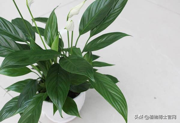 一帆风顺叶子下垂发软怎么补救,一帆风顺叶子下垂发软是不是冻的