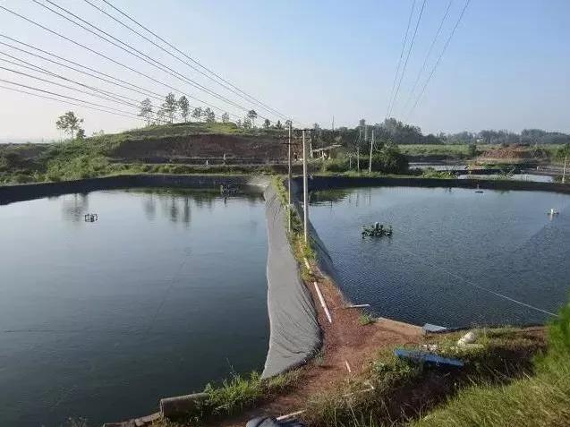 四大家鱼鱼病有效预防治疗,预防鱼肠炎最有效的方法