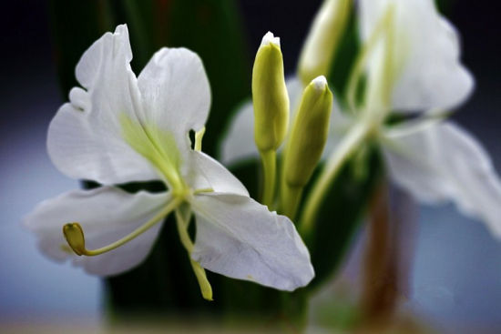 虞美人花精油精华功效和作用,花朵萃取的精油