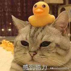 善用畸零地，北京68㎡扩容两房，猫柱让主子也疯狂！